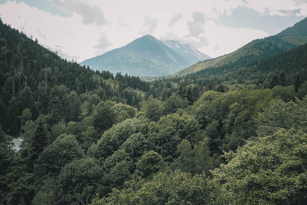 背景に山がある木