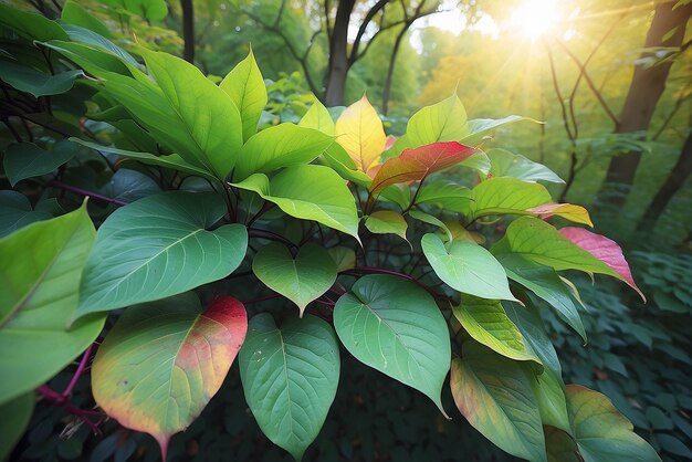 trees with multicolored leaves in the park