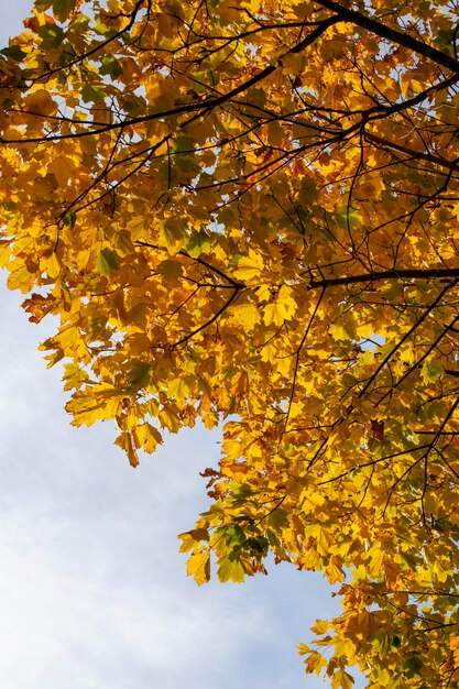 Trees with orange foliage in the autumn season sunny weather in the autumn season in the forest with trees during leaf fall