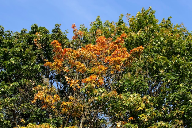 Trees with orange foliage in the autumn season