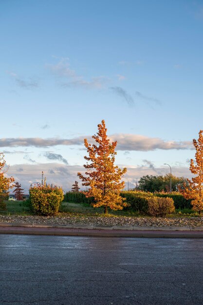 Photo trees with orange and red leaves in autumn