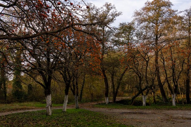 Trees with ripe orange persimmon fruits in late autumn