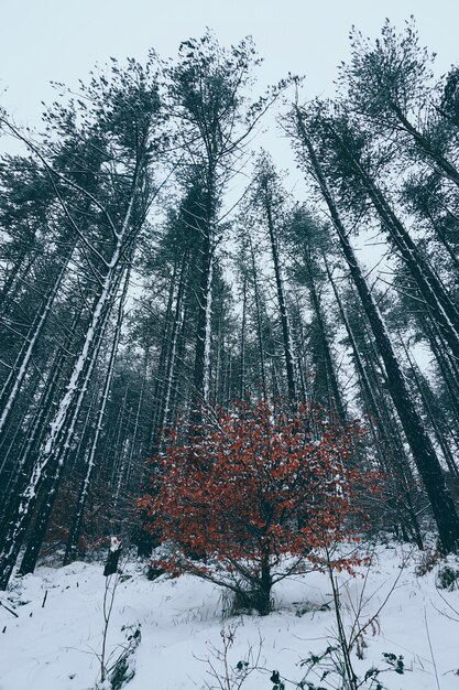 The trees with snow in the forest in the mountain