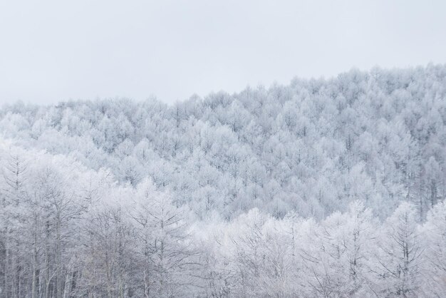 雪の森の木