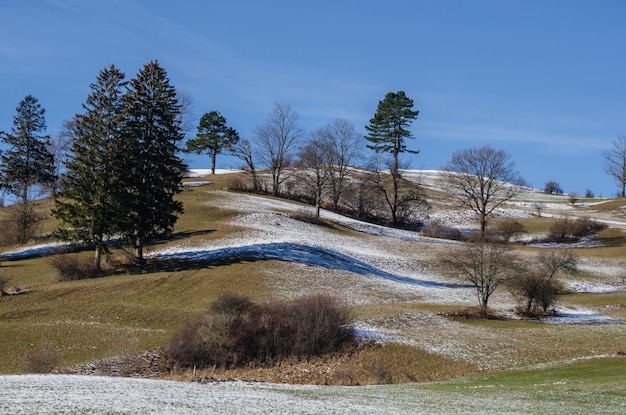 Foto alberi con neve sulla collina