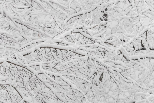 Trees with snow in winter park. Snowy day, cloudy sky.