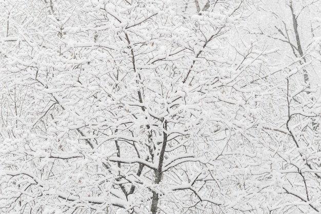 겨울 공원에 눈이 있는 나무. 눈 오는 날, 흐린 하늘.