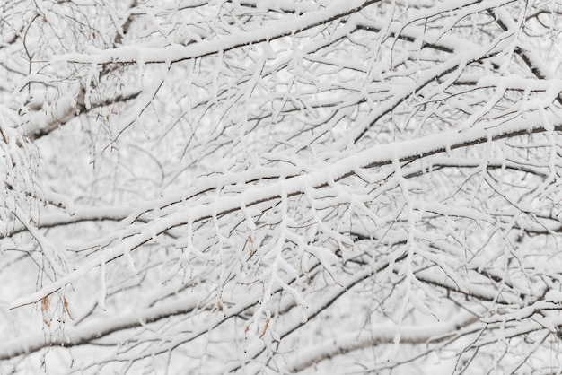 ウィンターパークの雪のある木。雪の日、曇り空。