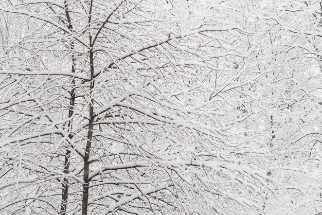 ウィンターパークの雪のある木。雪の日、曇り空。