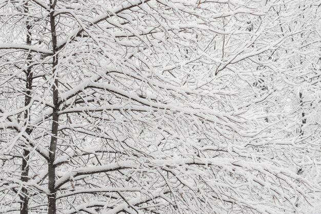 Trees with snow in winter park. Snowy day, cloudy sky.