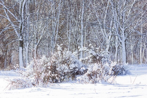 ウィンターパークの雪のある木。