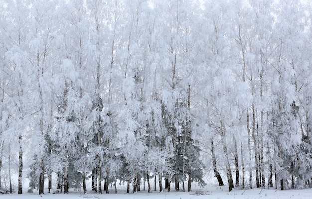 Деревья со снегом в зимнем парке