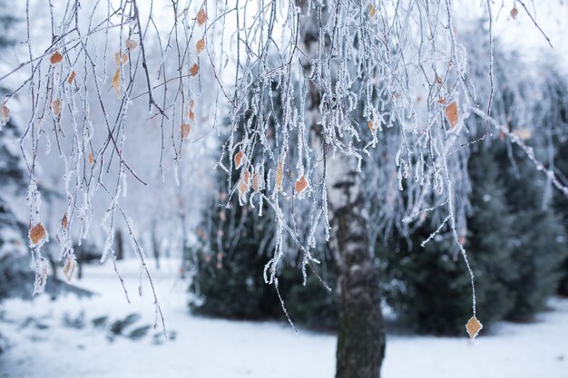 Trees with snow in winter park