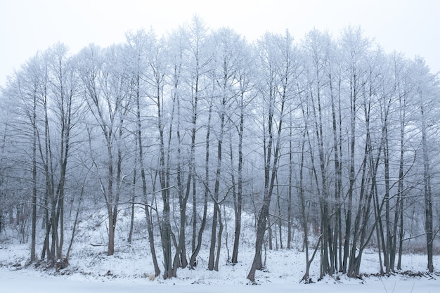 Photo trees with snow in winter park