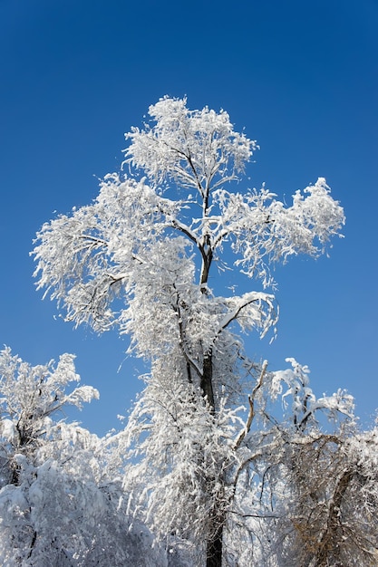 川沿いの雪の木々の表示