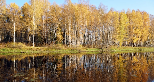 Trees with yellow foliage on the lake. Golden fall.   