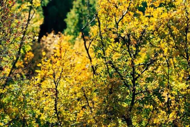 黄色と緑の葉が付いている木