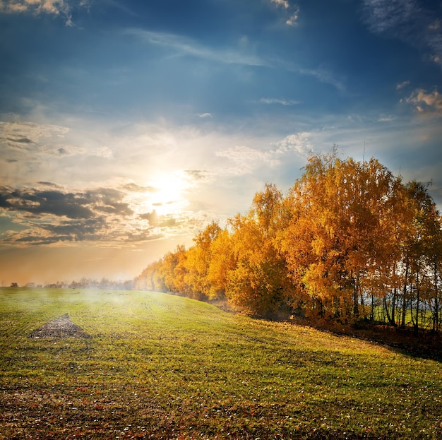 Trees with yellow leaves in the autumn field