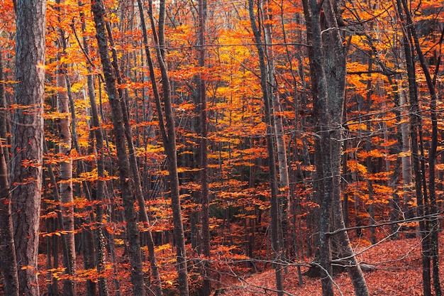 Alberi con foglie gialle nella foresta autunnale. fondo astratto della natura di autunno. messa a fuoco selettiva