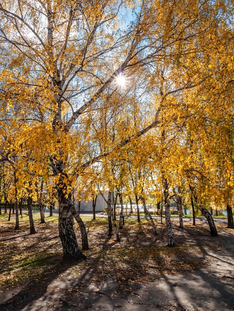 Trees with yellow leaves in the city park