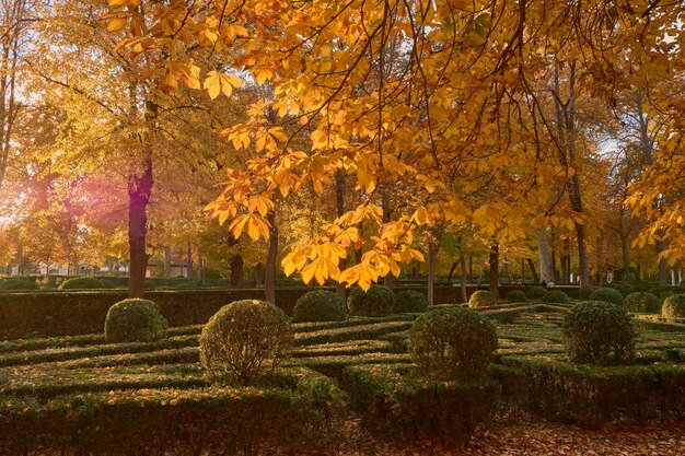 Trees with yellow leaves in the garden of the Parterre in autumn