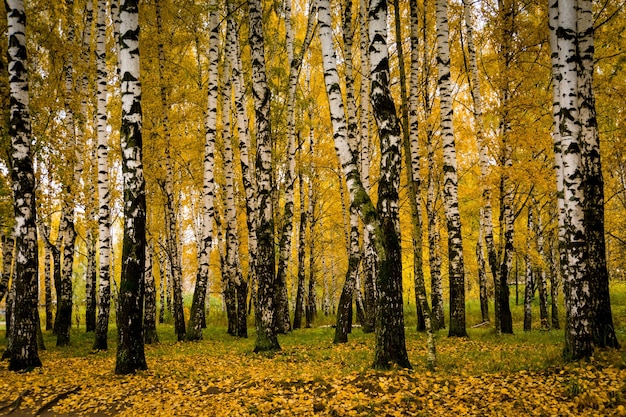 Trees with yellow leaves