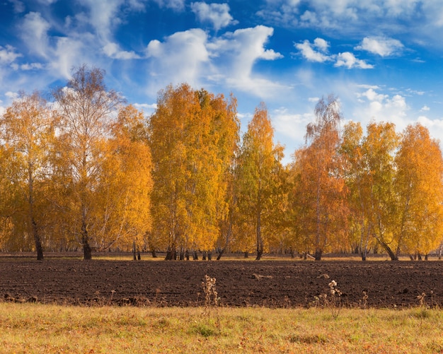 Trees with yellow leaves. 