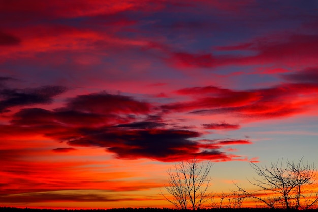 Trees without foliage against a bright pinkpurple winter sky