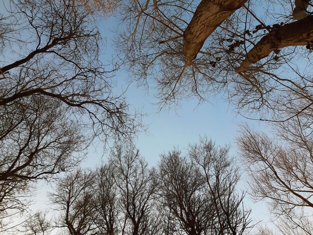 Trees without foliage on clear sky in winter