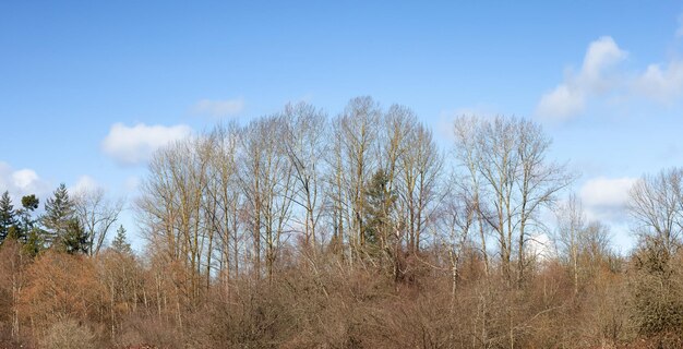Деревья без листьев в городском парке в солнечный зимний день