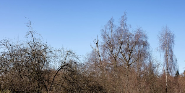 Trees without leafs in a city park during a sunny winter day