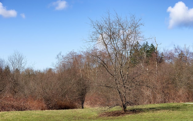 Деревья без листьев в городском парке в солнечный зимний день