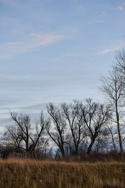 Trees without leaves in autumn