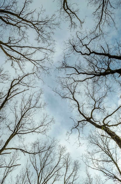 Photo trees without leaves and blue sky