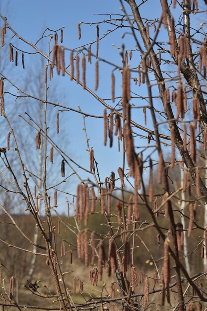 Trees without leaves in spring