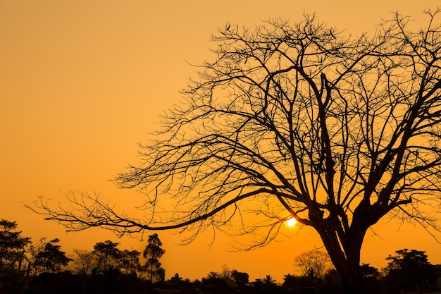 Trees without leaves at sunrise