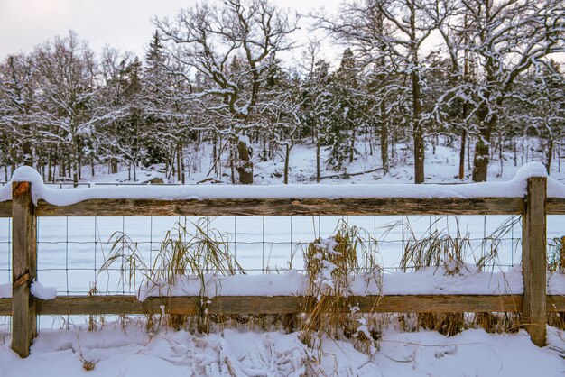 Trees wood fence covered with snow on frosty day in the forest Winter