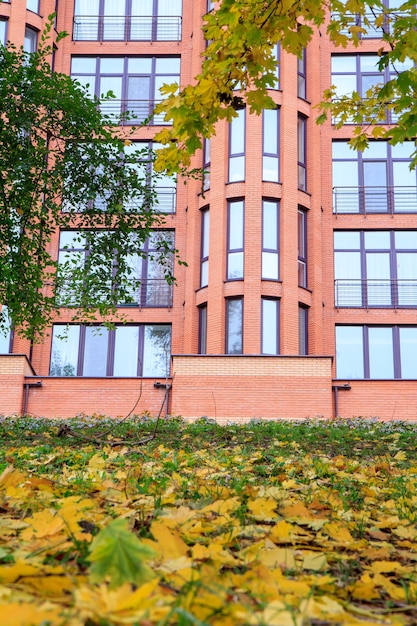 Trees and yellow fallen leaves on the ground in autumn with
modern building on the background