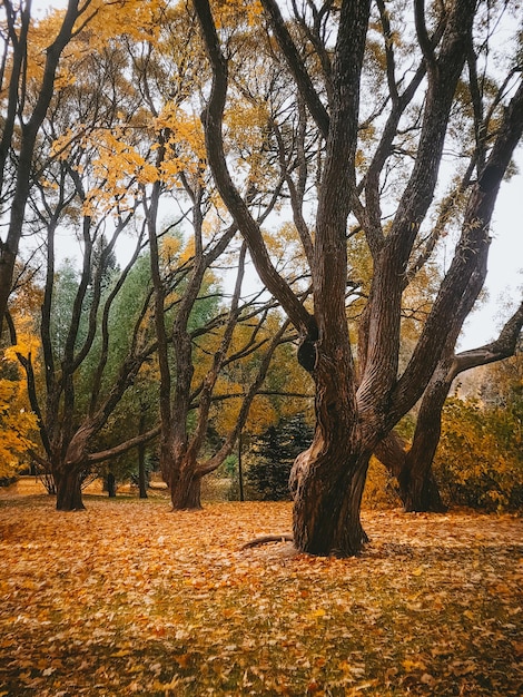 黄色の葉の木秋の風景