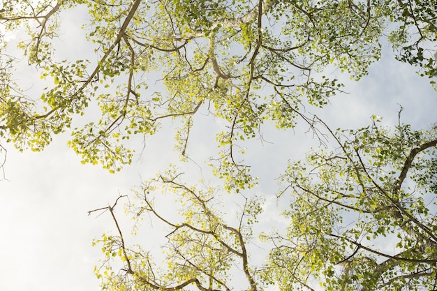 treetop tegen de hemel