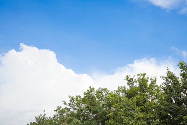 Treetops and Blue Sky