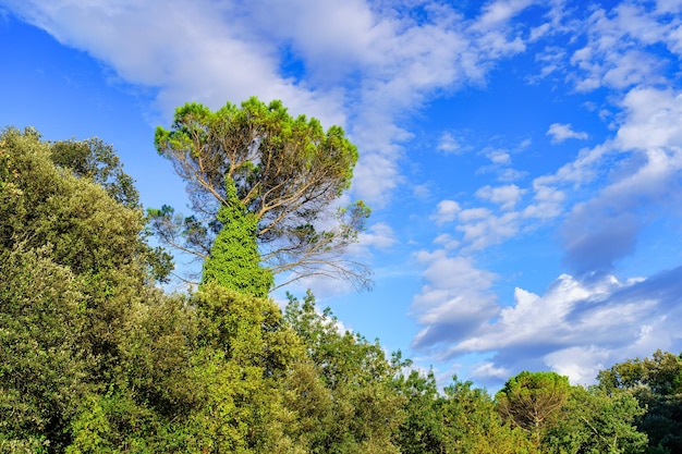 Treetops in the lush forest and blue sky with clouds at sunset on a summer day