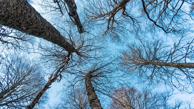 Treetops view ftom below upwards, Sochi, Russia.