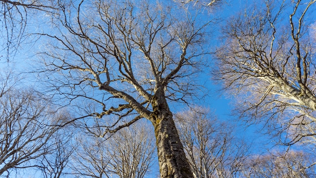 Верхушки деревьев вид снизу вверх, Сочи, Россия.