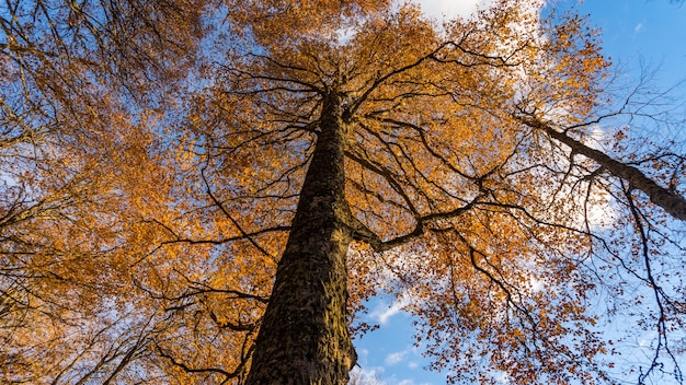 Treetops view ftom below upwards, Sochi, Russia.