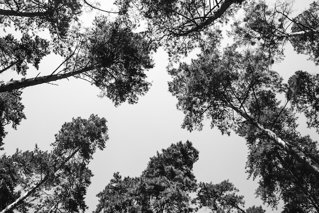 白い背景の上の木のてっぺん。黒と白の写真。空のテキストの下に配置します。抽象化