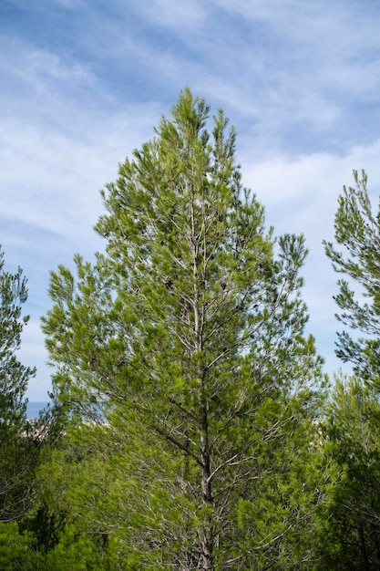 Treetops with green leaves