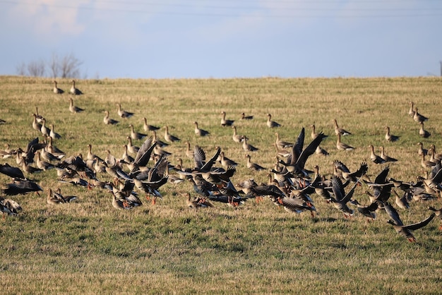 trekkende ganzen komen in de lente in het veld