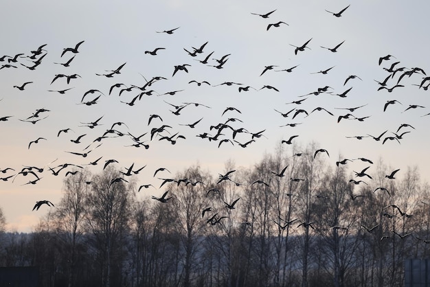 trekkende ganzen komen in de lente in het veld