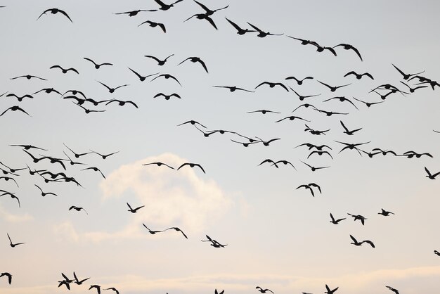 trekkende ganzen komen in de lente in het veld